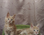 Кошки в Москве: Котята Мейн-кун Мальчик, 35 000 руб. - фото 4