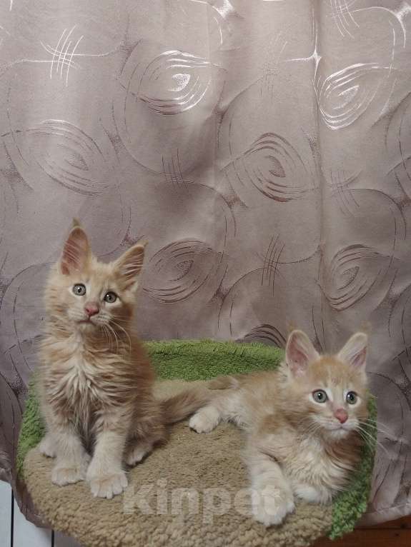 Кошки в Москве: Котята Мейн-кун Мальчик, 35 000 руб. - фото 4