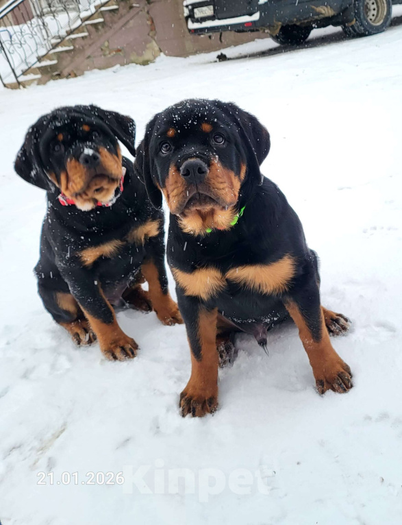 Собаки в других городах Московской области: Щенки ротвейлера Мальчик, Бесплатно - фото 4