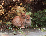 Кошки в Москве: Одам котят в хорошую, добрую семью. Мальчик, Бесплатно - фото 4