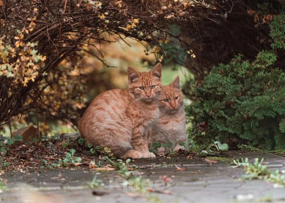 Кошки в Москве: Одам котят в хорошую, добрую семью. Мальчик, Бесплатно - фото 4