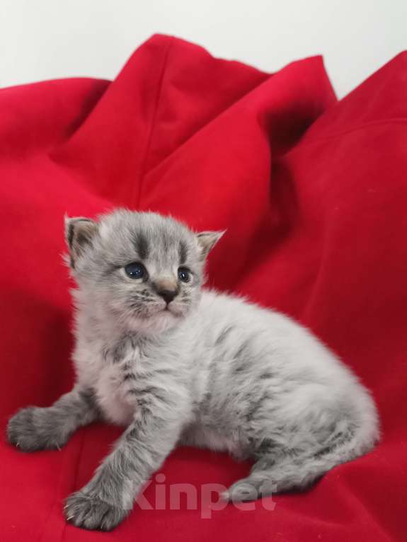 Кошки в Новосибирске: Котенок мейн-кун Разнополые, 15 000 руб. - фото 8