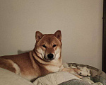 Собаки в Санкт-Петербурге: Сиба ину кобель вязка Мальчик, 30 000 руб. - фото 7