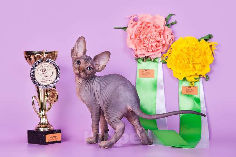 Кошки в Москве: Питомник Скорпион предлагает котят. Мальчик, Бесплатно - фото 8