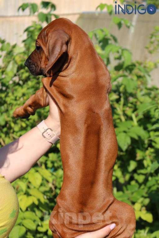 Собаки в Санкт-Петербурге: Супер щенок родезийский риджбек. Питомник РКФ Девочка, 110 000 руб. - фото 3