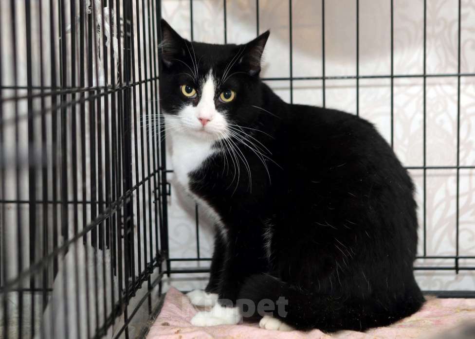 Кошки в Санкт-Петербурге: Степан Степашка Степочка трусишка Мальчик, Бесплатно - фото 3