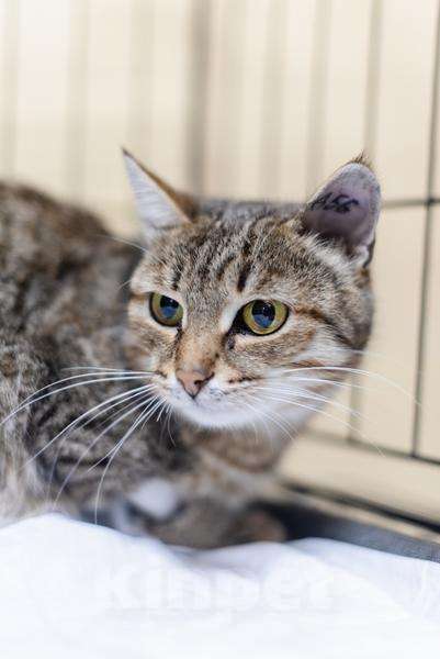 Кошки в Москве: Спокойная и ласковая Анфиса ищет дом. Девочка, Бесплатно - фото 2