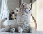 Кошки в Москве: Британская кошечка для разведения Девочка, 100 000 руб. - фото 6
