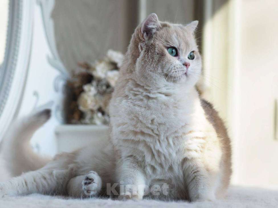 Кошки в Москве: Британская кошечка для разведения Девочка, 100 000 руб. - фото 6