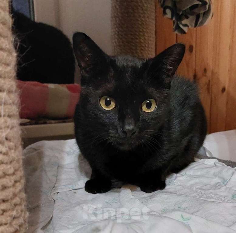 Кошки в Санкт-Петербурге: Красавица Яся в добрые руки. Девочка, Бесплатно - фото 3