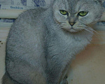 Кошки в Краснодаре: Серебристая шиншила шотландская, 10 000 руб. - фото 2