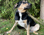 Собаки в Клине: Ласковый Робин в дар Мальчик, Бесплатно - фото 4