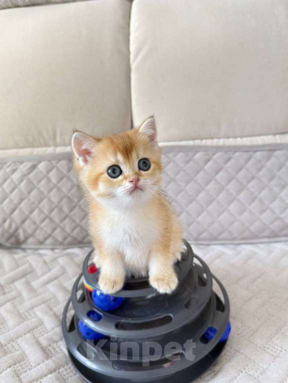 Кошки в Тюмени: Котята Британская золотая шиншилла Мальчик, 40 000 руб. - фото 3