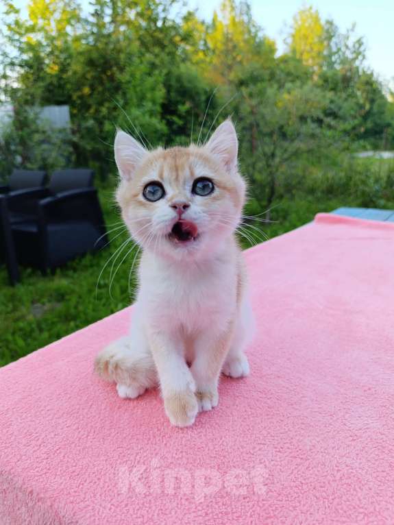Кошки в Санкт-Петербурге: Золотой британский котик Мальчик, 24 999 руб. - фото 3