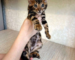 Кошки в Москве: Клубные бенгальские котята - мальчик Мальчик, 55 000 руб. - фото 3
