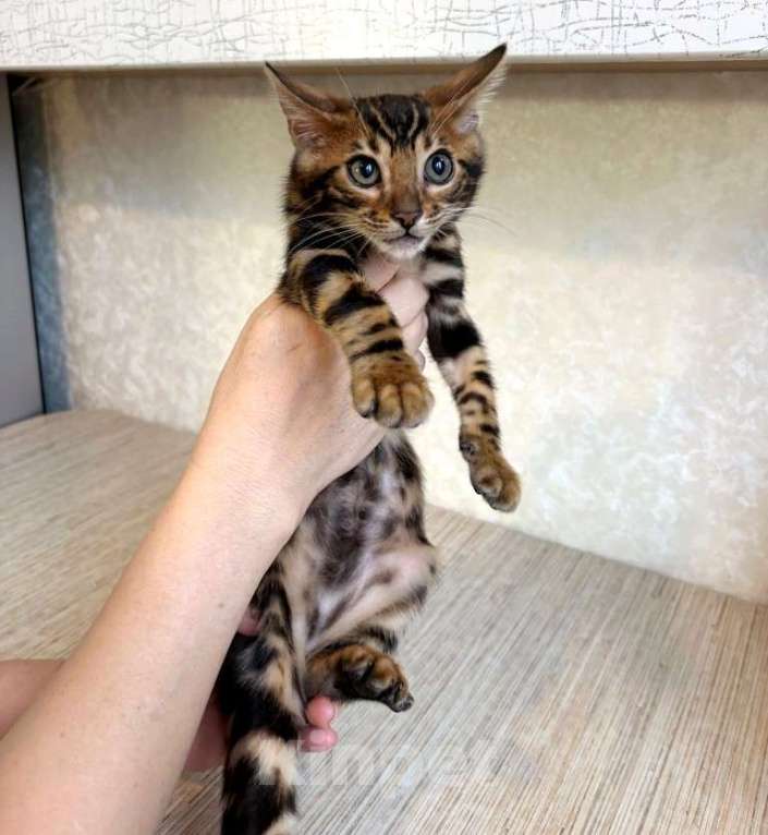 Кошки в Москве: Клубные бенгальские котята - мальчик Мальчик, 55 000 руб. - фото 3