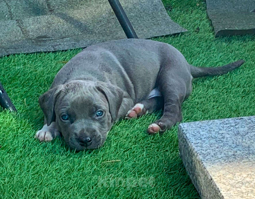 Собаки в Санкт-Петербурге: Голубой щенок прайтер Мальчик, 60 000 руб. - фото 1