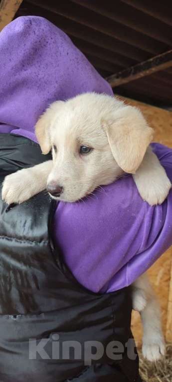 Собаки в Москве: Малышке Белке нужен дом  Девочка, Бесплатно - фото 1