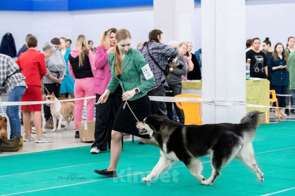 Собаки в Екатеринбурге: Бурятская собака Хотошо щенки Мальчик, 60 000 руб. - фото 3