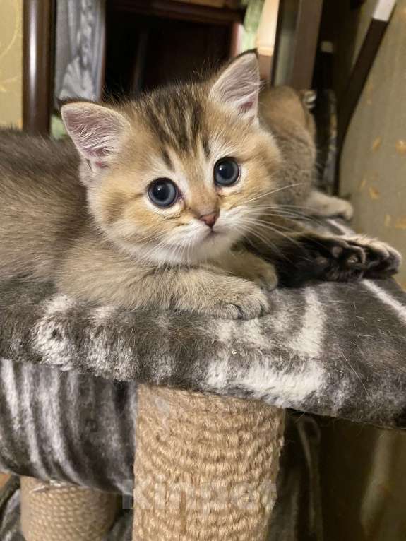 Кошки в Москве: Два брата Мальчик, 30 000 руб. - фото 4