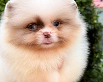 Собаки в Москве: Мини померанский шпиц премиум качества! Мальчик, 200 000 руб. - фото 1