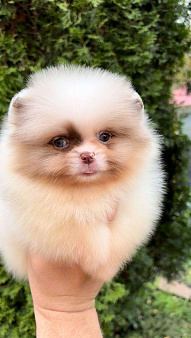 Мини померанский шпиц премиум качества!