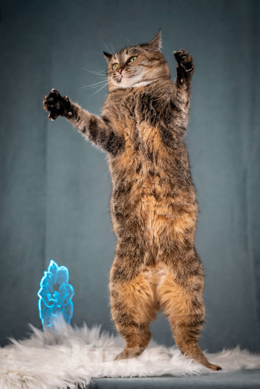 Кошки в Клине: Ласкуша — кошка-обнимашка Девочка, Бесплатно - фото 7