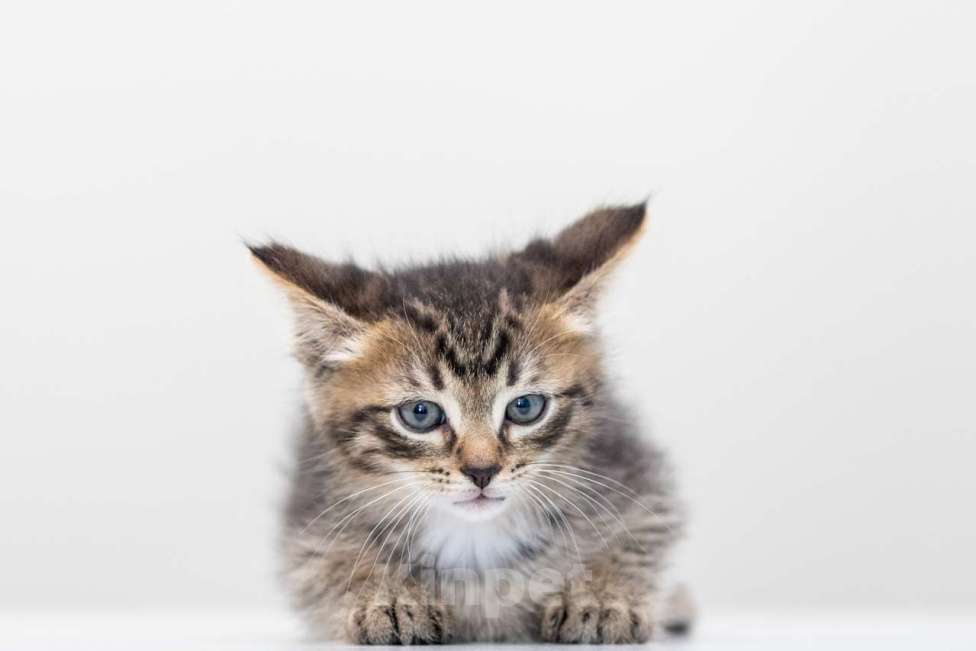 Кошки в Москве: Микки Мальчик, Бесплатно - фото 5