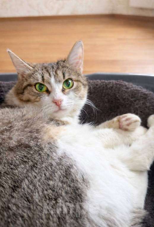 Кошки в Москве: Котенок Юкки девочка ищет дом Девочка, Бесплатно - фото 4