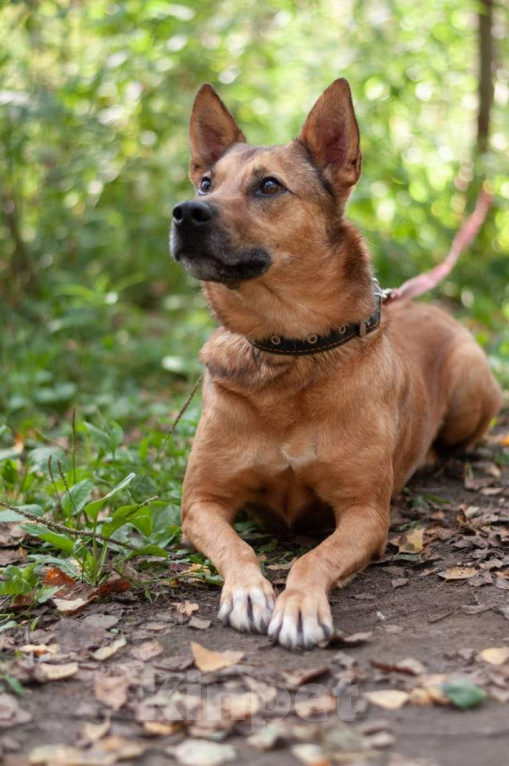 Собаки в Ногинске: Кеша - непоседливый хвост, всегда_вкусняшку_чующий нос! Мальчик, Бесплатно - фото 2