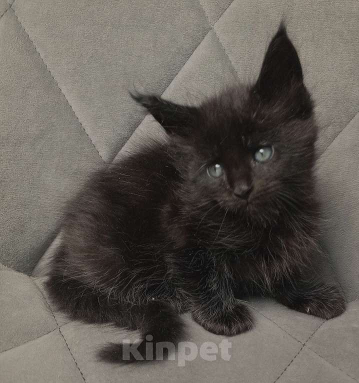 Кошки в Красноярске: К раннему резерву Мальчик, 70 000 руб. - фото 7