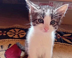 Кошки в Санкт-Петербурге: Котёнок-мальчик от домашней кошки Мальчик, 500 руб. - фото 2