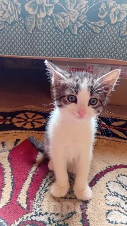 Кошки в Санкт-Петербурге: Котёнок-мальчик от домашней кошки Мальчик, 500 руб. - фото 2