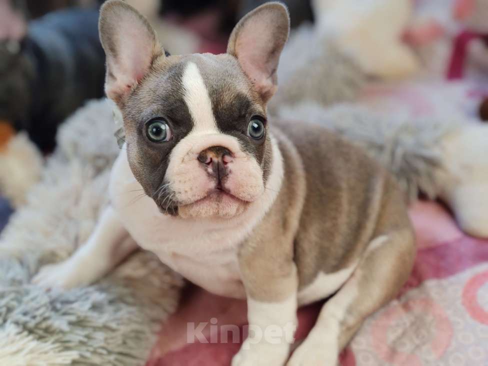 Собаки в Санкт-Петербурге: Шикарный лиловый мальчик Мальчик, 60 000 руб. - фото 5