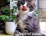 Кошки в Краснодаре: Котенок мейн кун  Мальчик, 50 000 руб. - фото 2