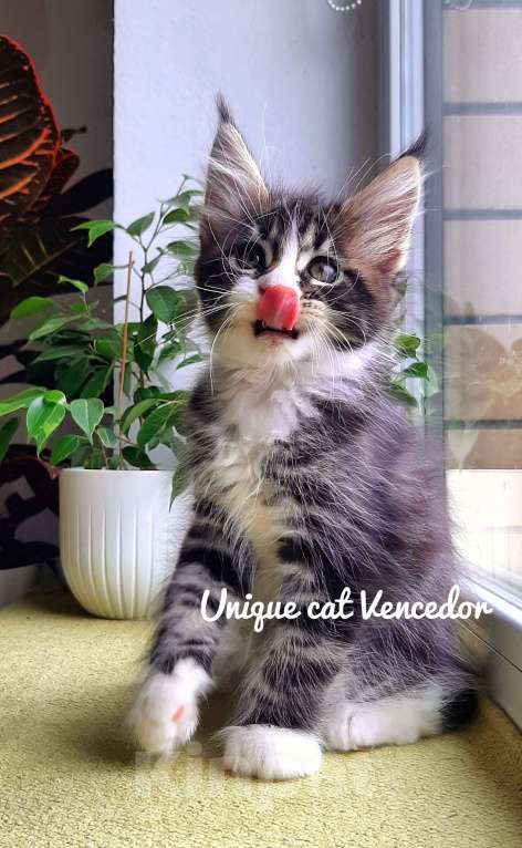 Кошки в Краснодаре: Котенок мейн кун  Мальчик, 50 000 руб. - фото 2