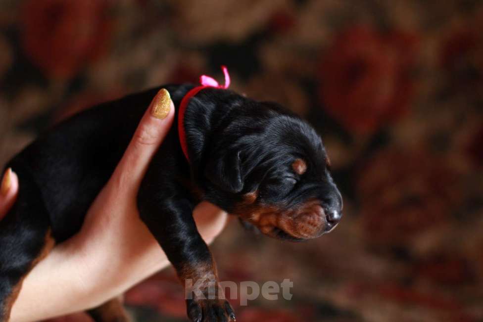 Собаки в Санкт-Петербурге: Щенок добермана в питомнике Версаль Манифик Мальчик, 150 000 руб. - фото 7