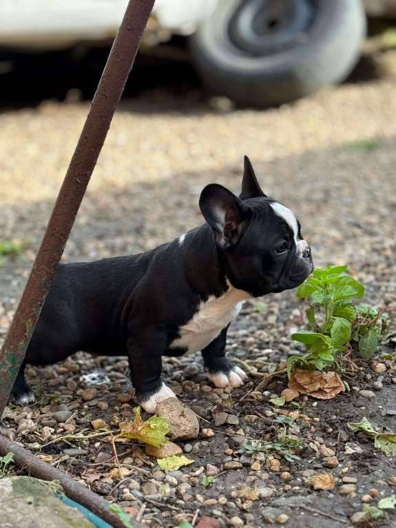 Собаки в Тимашевске: Щенки французского бульдога Мальчик, 20 000 руб. - фото 5