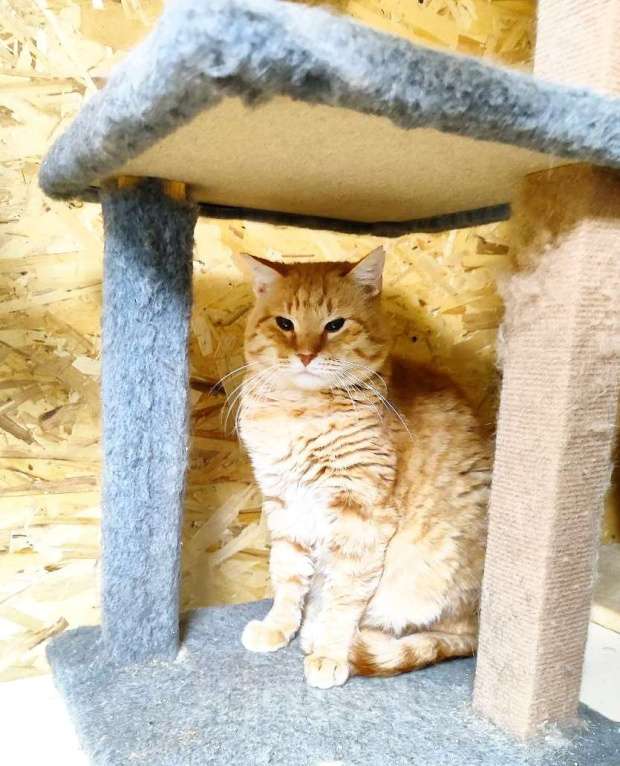 Кошки в Москве: Котик Батя в добрые руки Мальчик, Бесплатно - фото 4