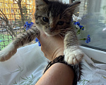 Кошки в Санкт-Петербурге: Котенок Ромашка Разнополые, Бесплатно - фото 6