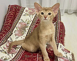 Кошки в Москве: Абиссинский котенок  Девочка, 60 000 руб. - фото 1