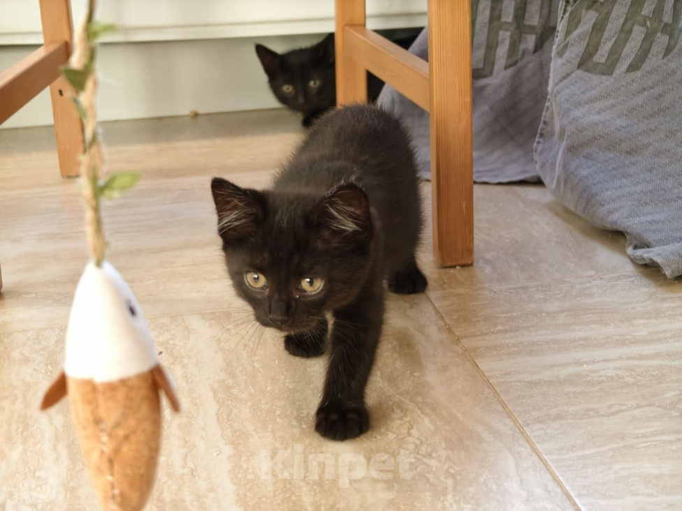 Кошки в Москве: Котенок девочка Девочка, Бесплатно - фото 2