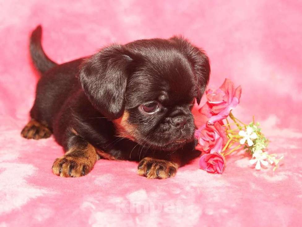 Собаки в Санкт-Петербурге: Очаровательный щенок  Девочка, 80 000 руб. - фото 10