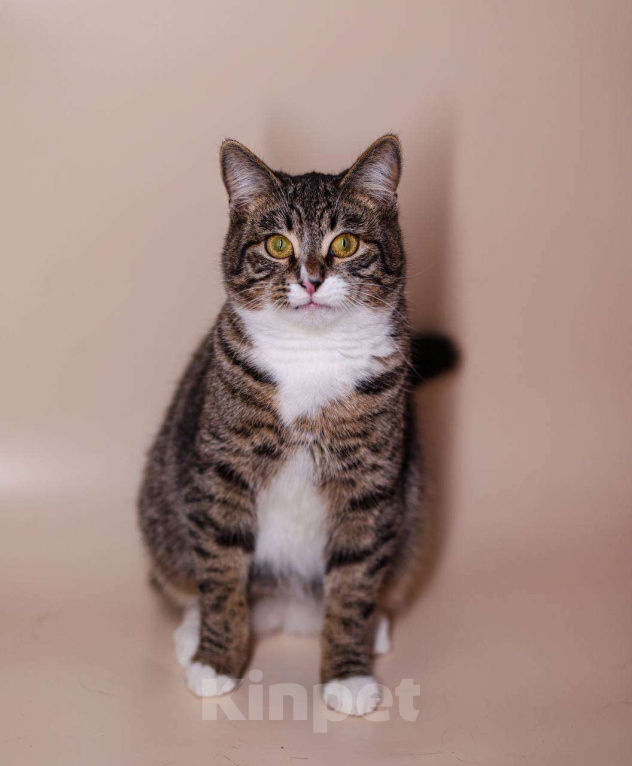 Кошки в Москве: Вита и Носик - два котика попугайчика-неразлучника Девочка, Бесплатно - фото 5