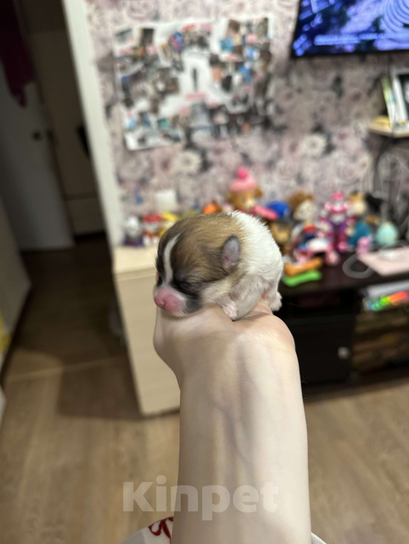 Собаки в Тюмени: Немецкий шпиц щенок мальчик Мальчик, 40 000 руб. - фото 5