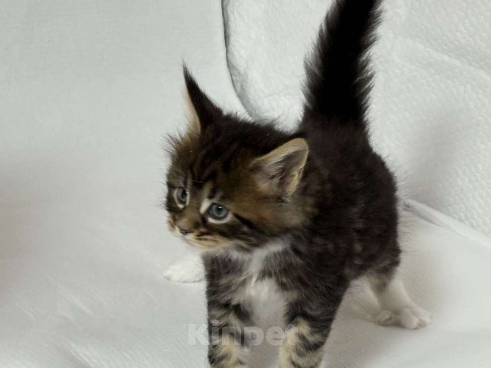 Кошки в Новосибирске: Открыто резервирование Мальчик, Бесплатно - фото 5