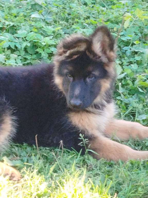 Собаки в Долгопрудном: Щенки немецкой овчарки Девочка, 35 000 руб. - фото 5