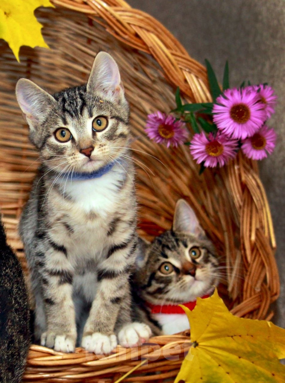 Кошки в Калуге: Осенние малявки, целая корзинка. Котята в добрые руки. Мальчик, Бесплатно - фото 2