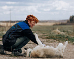 Собаки в Клине: Суперактивная Халва Девочка, Бесплатно - фото 8