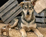 Собаки в Москве: Три щенячьх сердца ищут добрых хозяев Мальчик, Бесплатно - фото 3